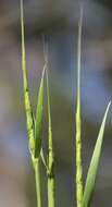 Image of jointed goatgrass