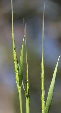 Plancia ëd Aegilops cylindrica Host