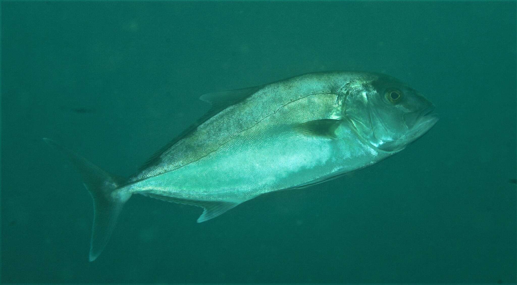 Image of Samson fish