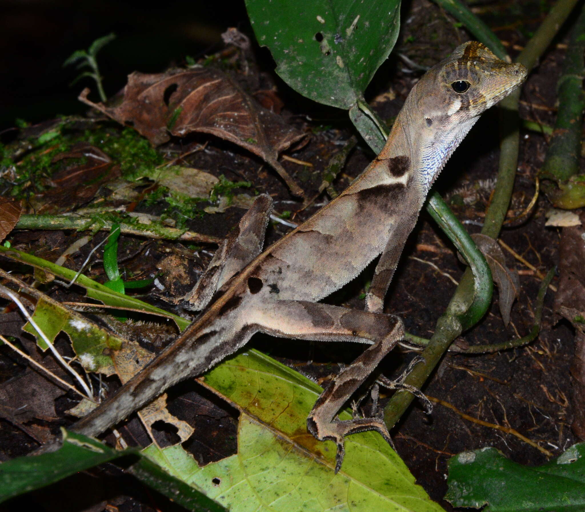 Слика од Anolis scypheus Cope 1864