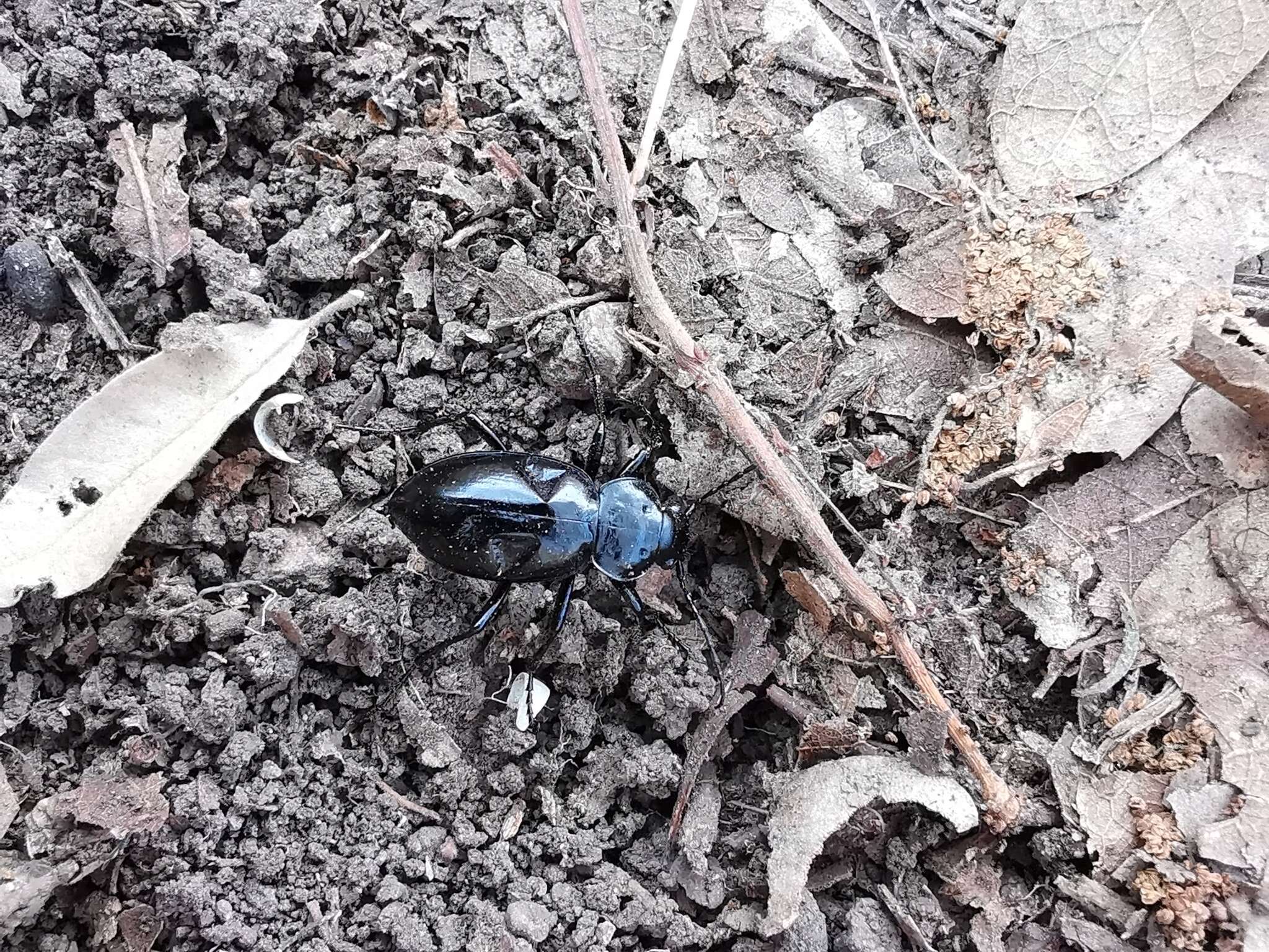 Imagem de Calosoma (Blaptosoma) atrovirens Chaudoir 1869