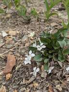 Image of Canadian white violet