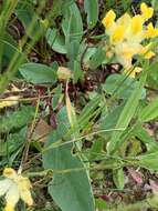 Plancia ëd Anthyllis vulneraria subsp. alpestris (Hegetschw.) Asch. & Graebn.
