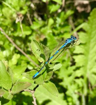 Image of Turkish Damselfly