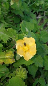 Image of Abutilon sonneratianum (Cav.) Sweet