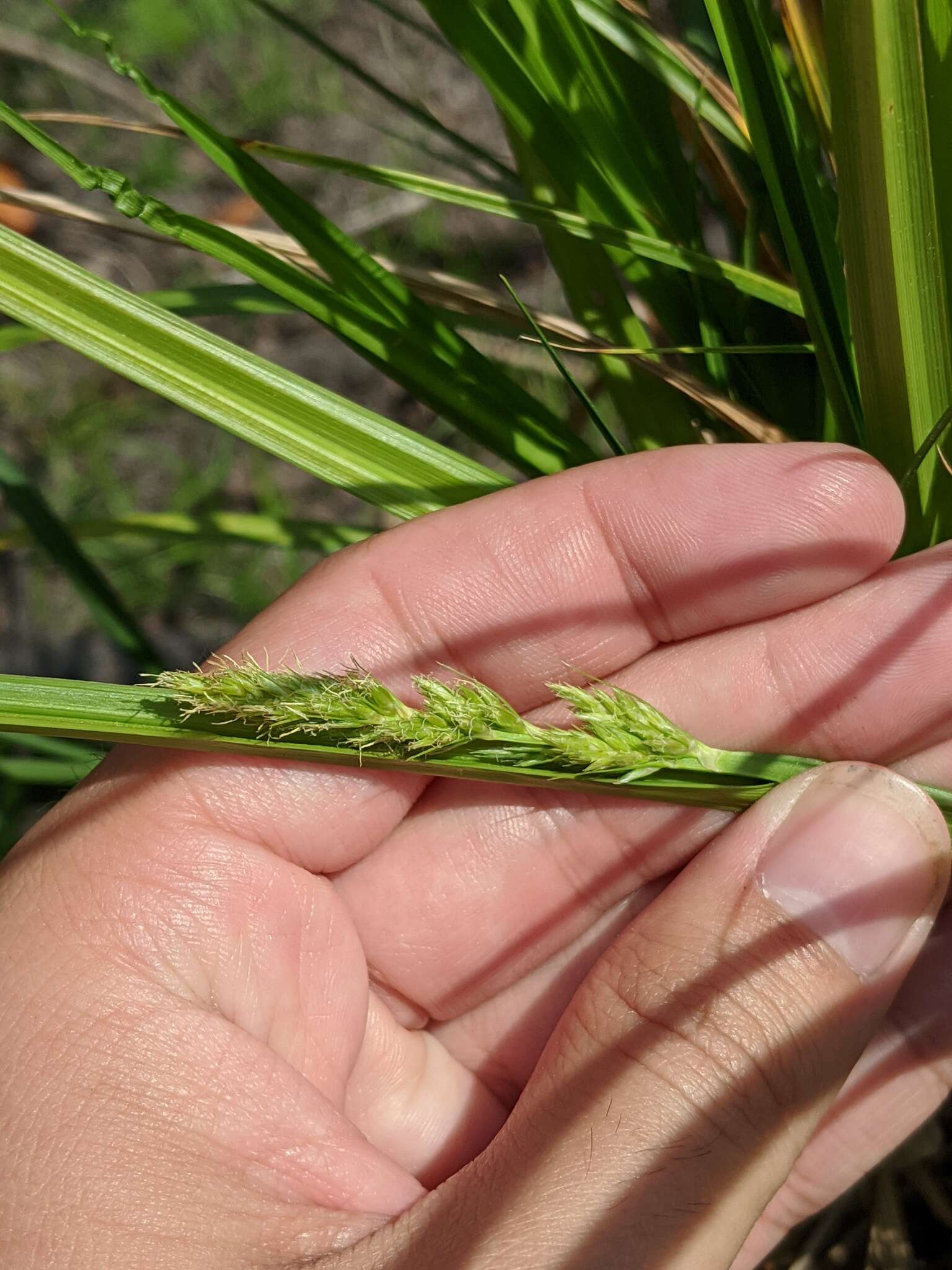 Image of stalkgrain sedge