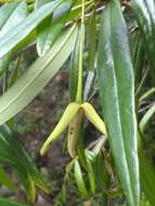 Image de Annona salicifolia Ekman & R. E. Fr.