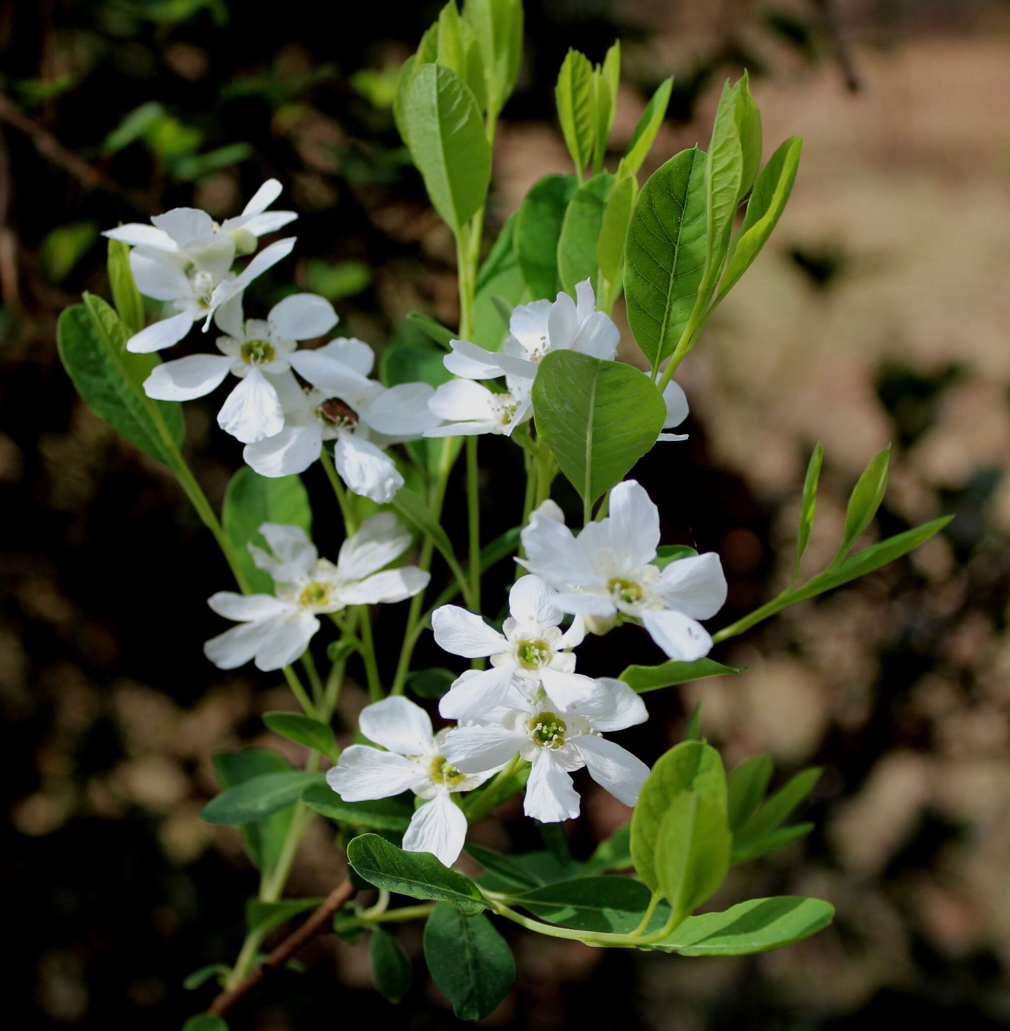 Plancia ëd Exochorda racemosa (Lindl.) Rehd.