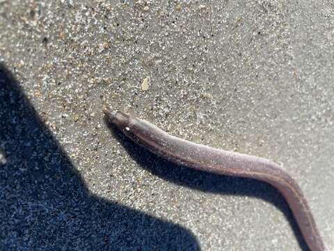 Image of Sooty eel