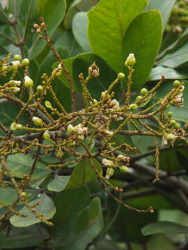 Image of Sapindus emarginatus Vahl