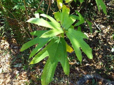 Ficus simplicissima Lour.的圖片