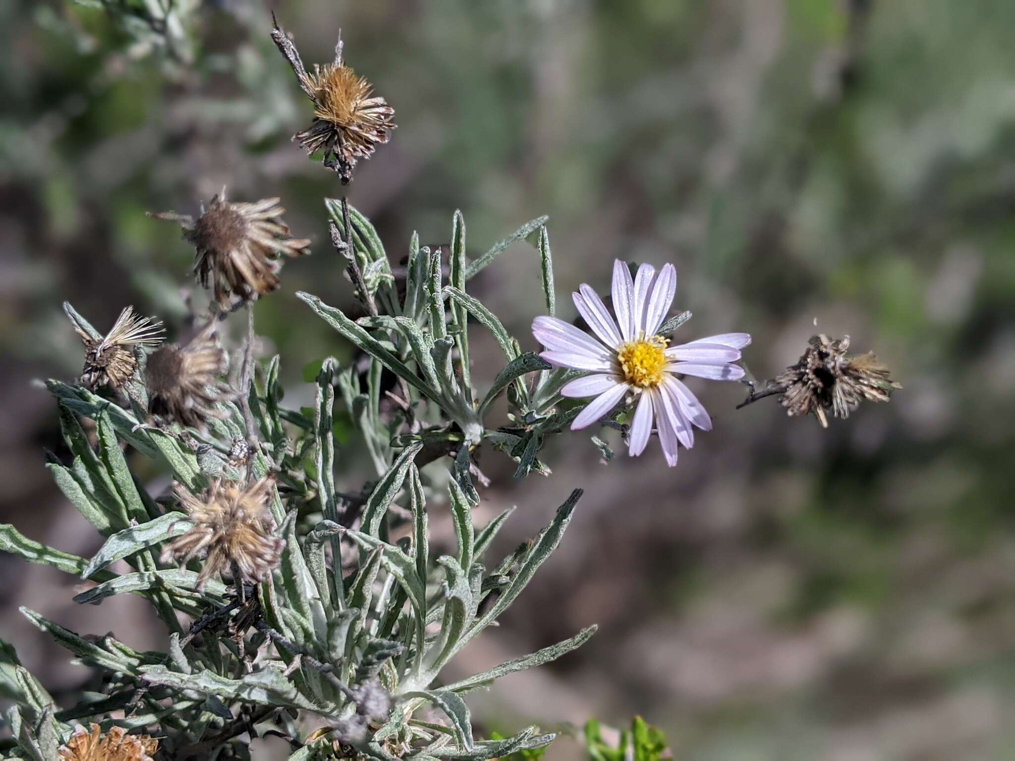 Image of Corethrogyne filaginifolia var. linifolia H. M. Hall