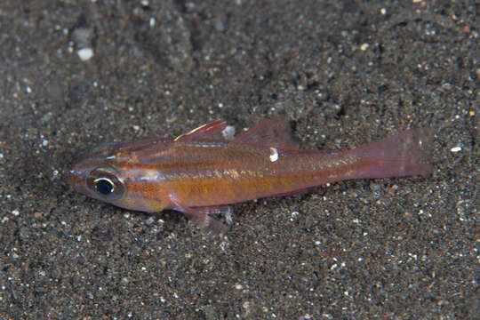 Image of Moluccan cardinalfish