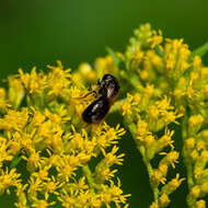 Lasioglossum nigroviride (Graenicher 1911)的圖片