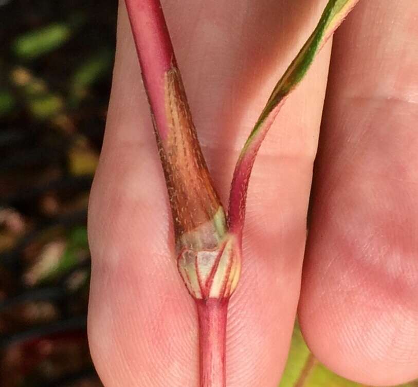 Sivun Persicaria extremiorientalis (Vorosh.) N. N. Tzvel. kuva