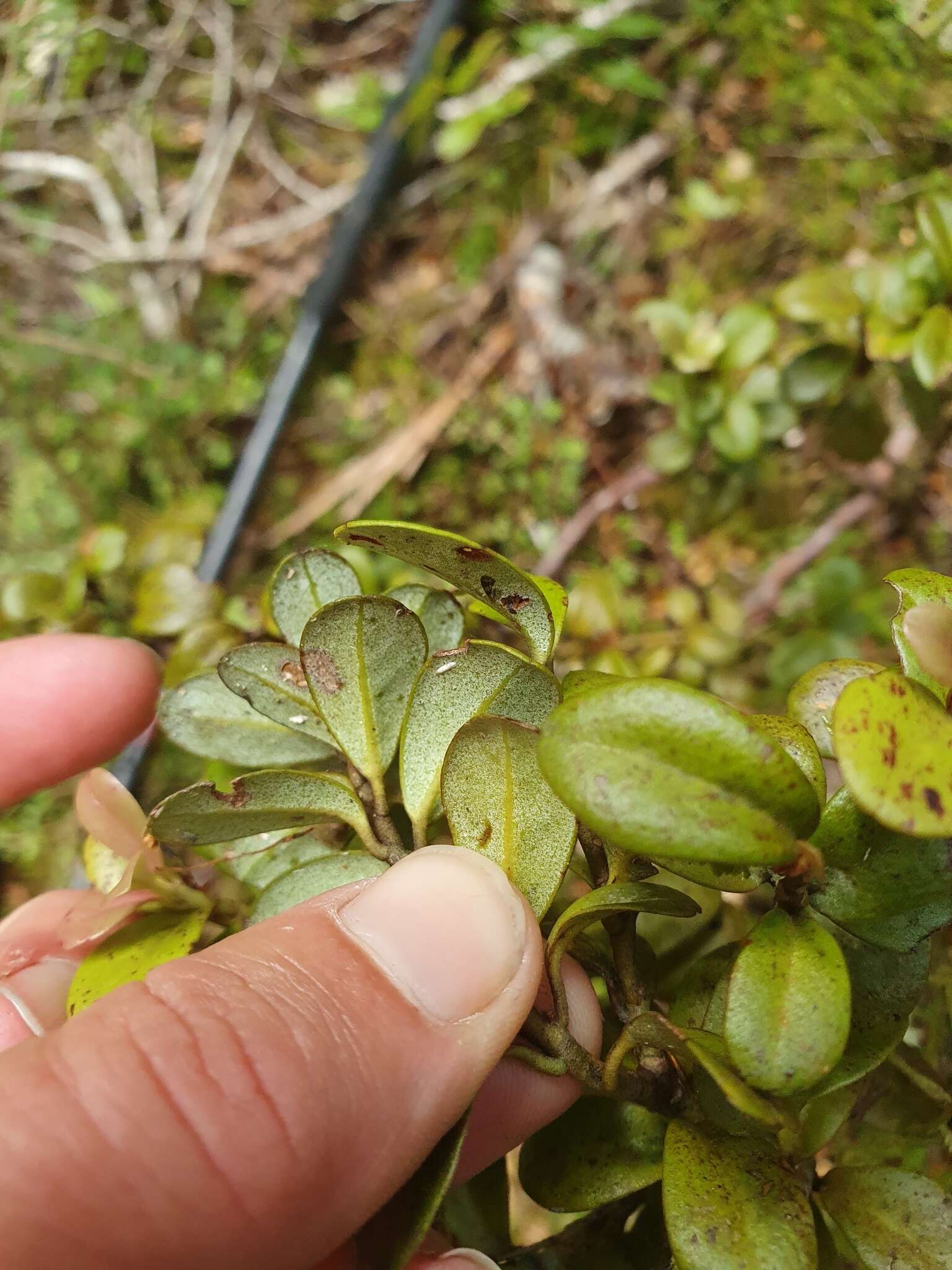 Image de Pseudowintera traversii (J. Buch.) Dandy