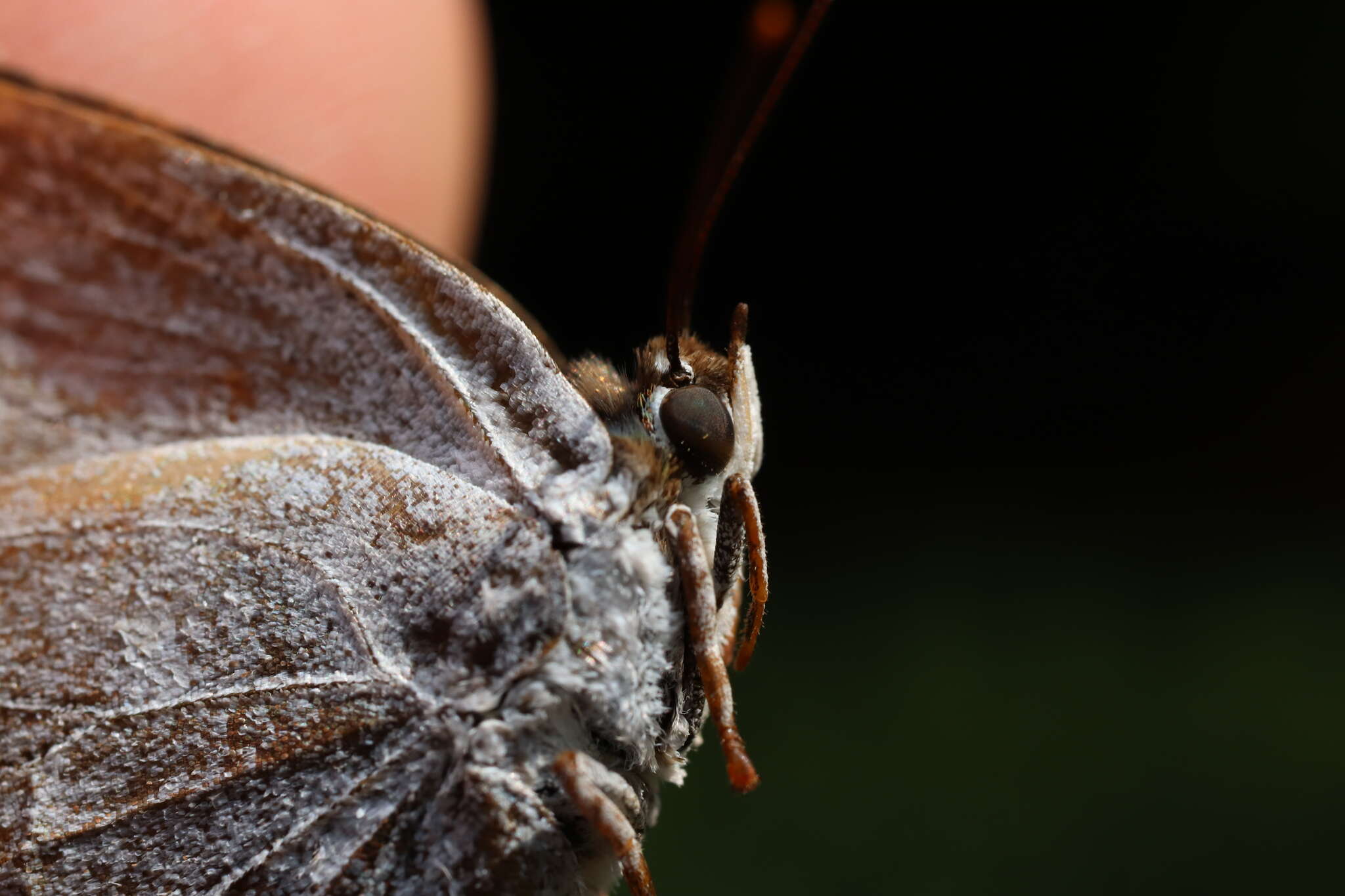 Image of <i>Curetis acuta paracuta</i>