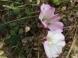 Image of Pacific false bindweed