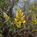 Image of Dalmatian laburnum