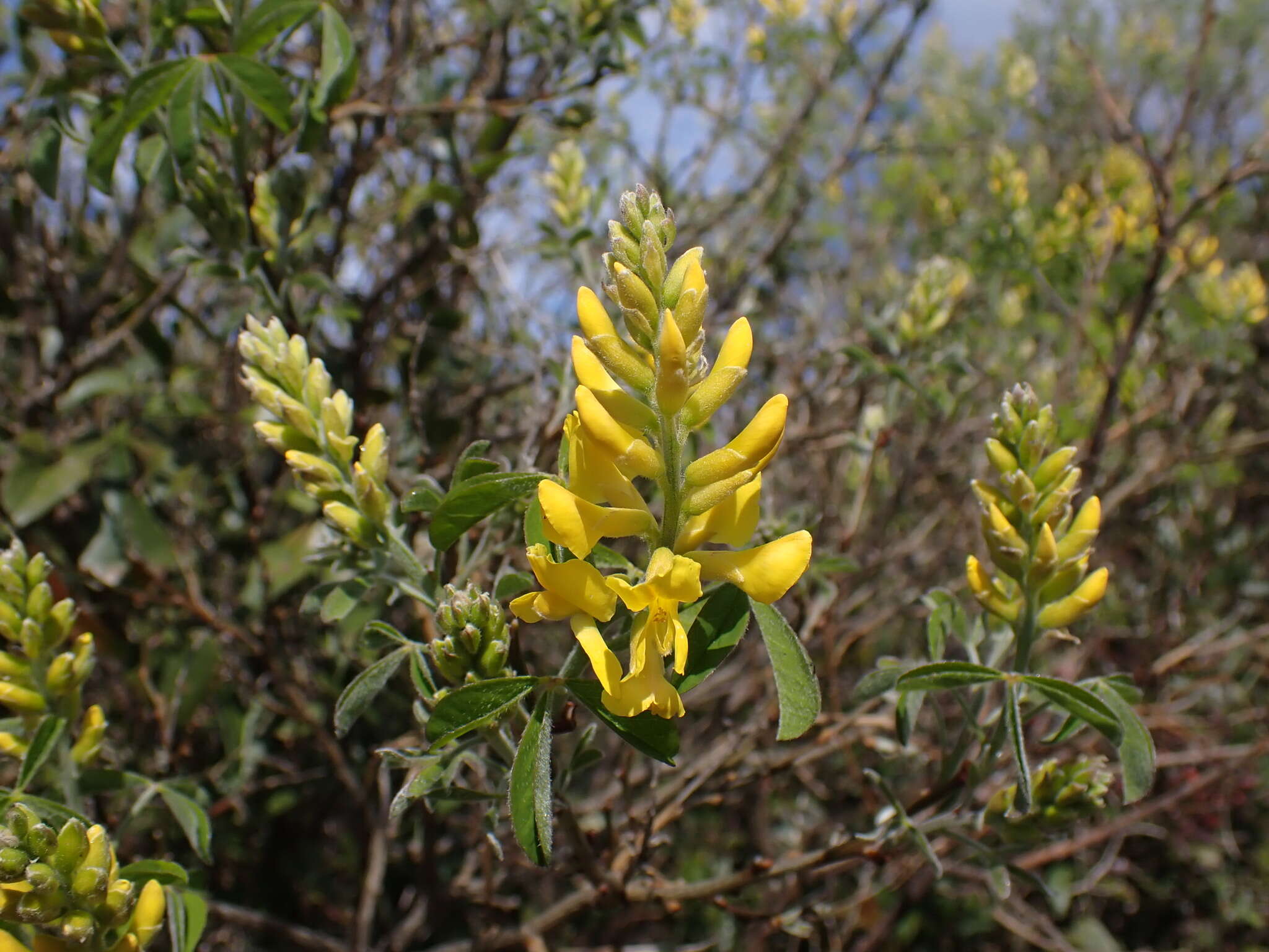 Sivun Petteria ramentacea (Sieber) C. Presl kuva