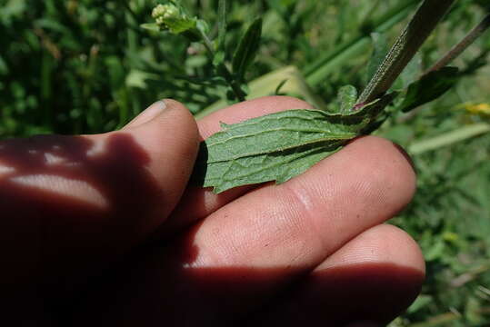 Image of Alepidea cordifolia