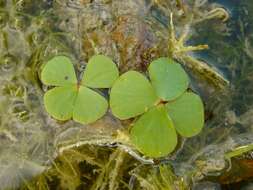 Plancia ëd Marsilea macropoda Engelm. ex A. Br.