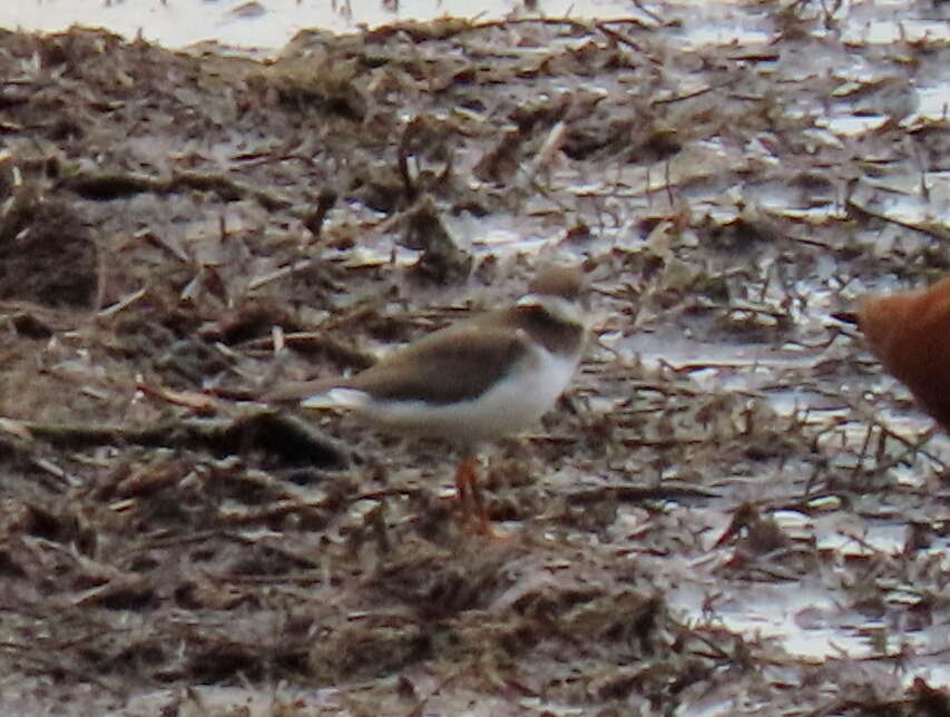 Image of Tundra Ringed Plover