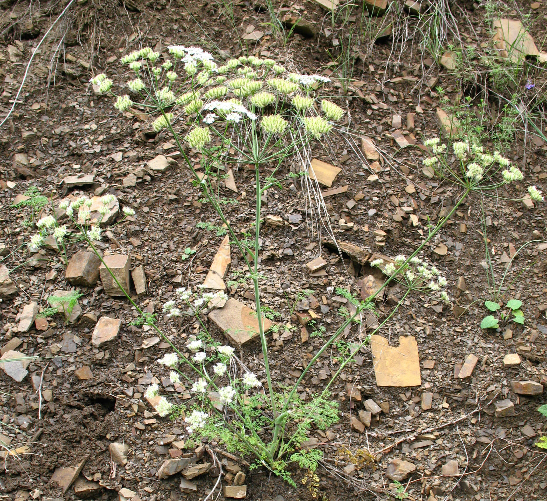 Imagem de Astrodaucus orientalis (L.) Drude