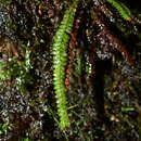 Image of Moranopteris taenifolia (Jenm.) R. Y. Hirai & J. Prado