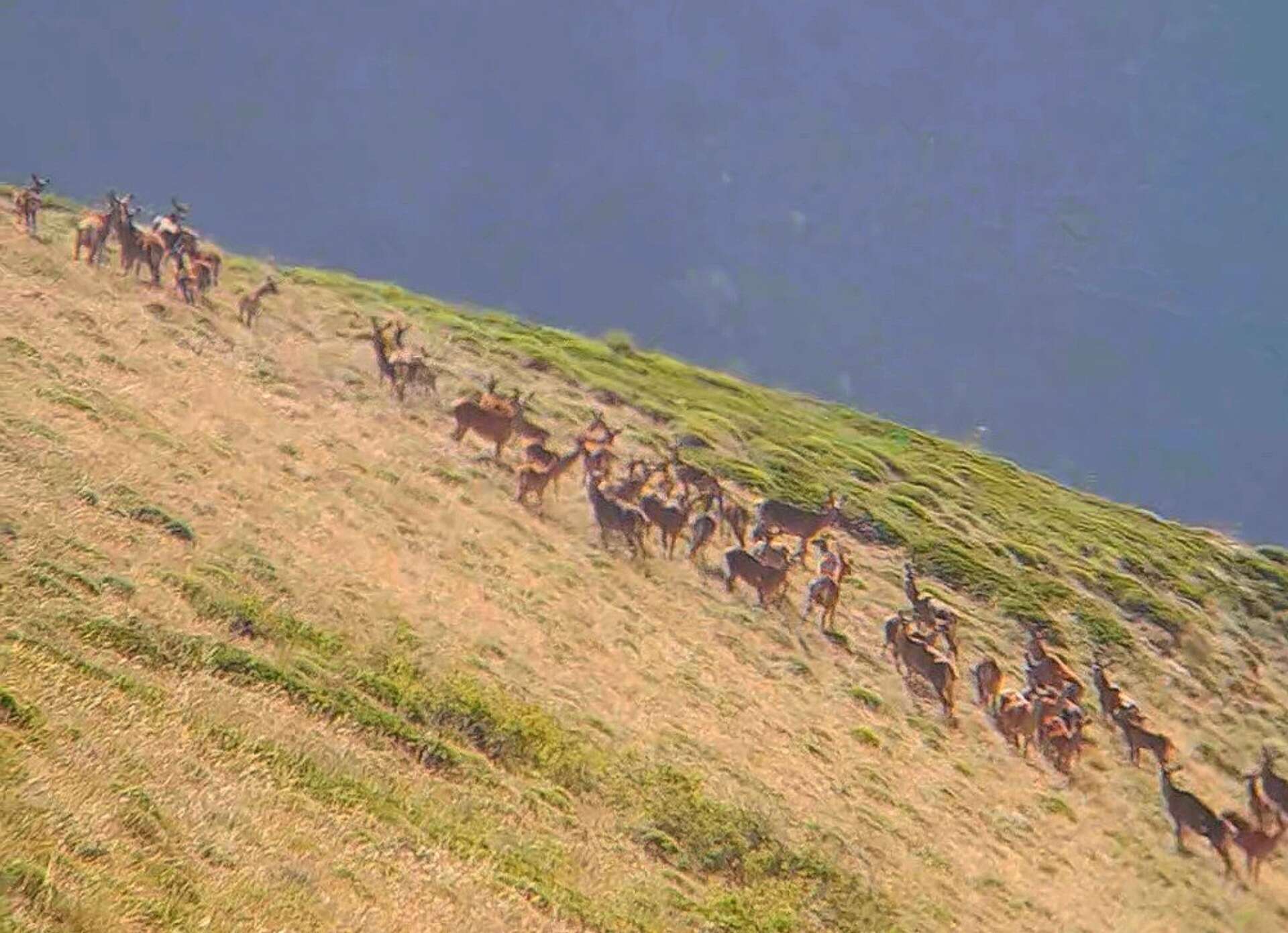 Image of Caspian red deer