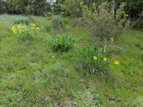 Image of Mt. Diablo helianthella