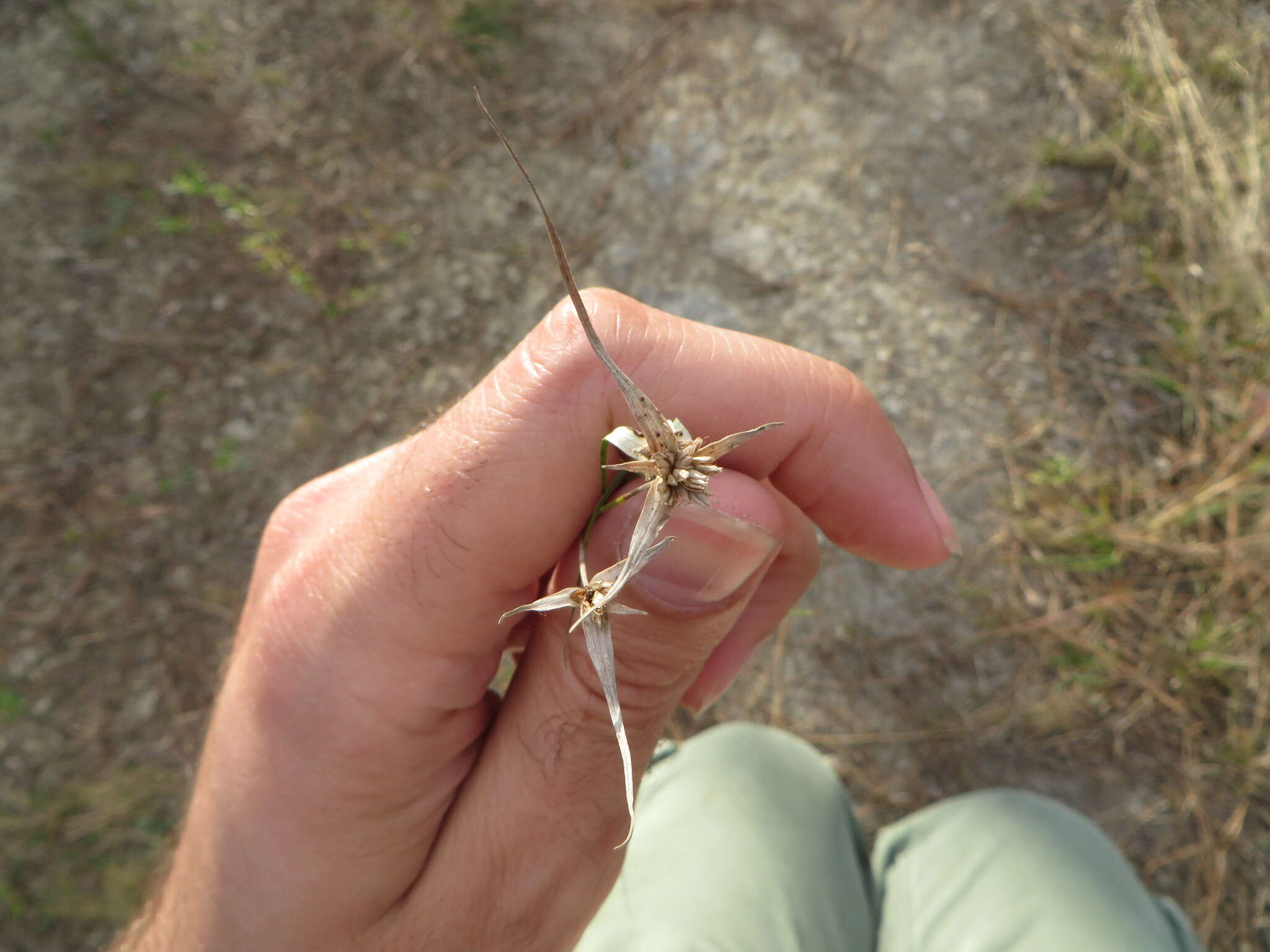 Image of Florida Whitetop