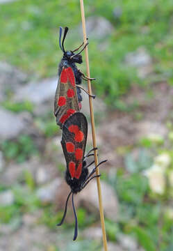 Image of Zygaena armena Eversmann 1851