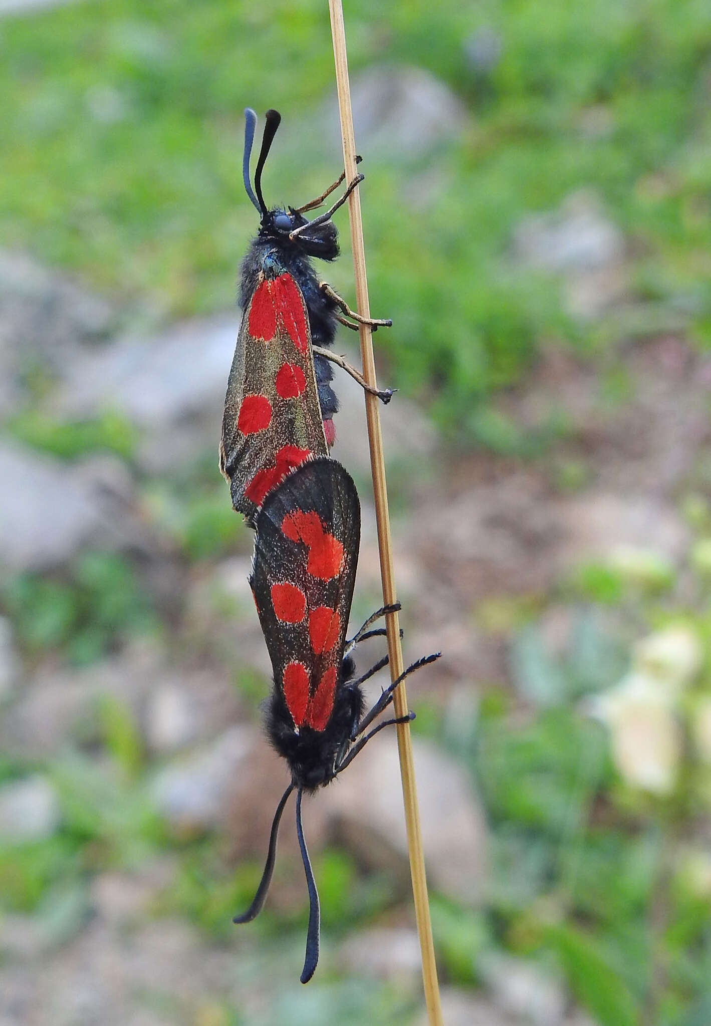 Image of Zygaena armena Eversmann 1851