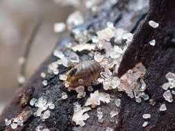 Image of sea pill bug