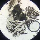 صورة Sporormia subticinensis Mouton 1897