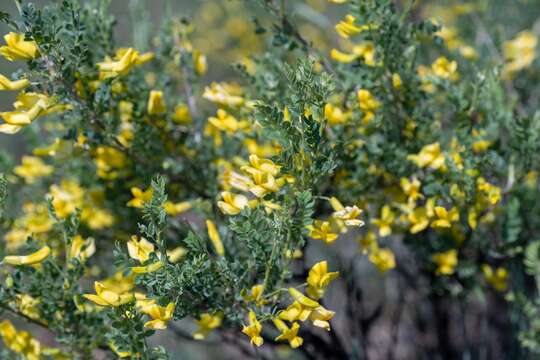 Image of Caragana buriatica Peschkova