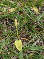 Image of Least Adder's-tongue