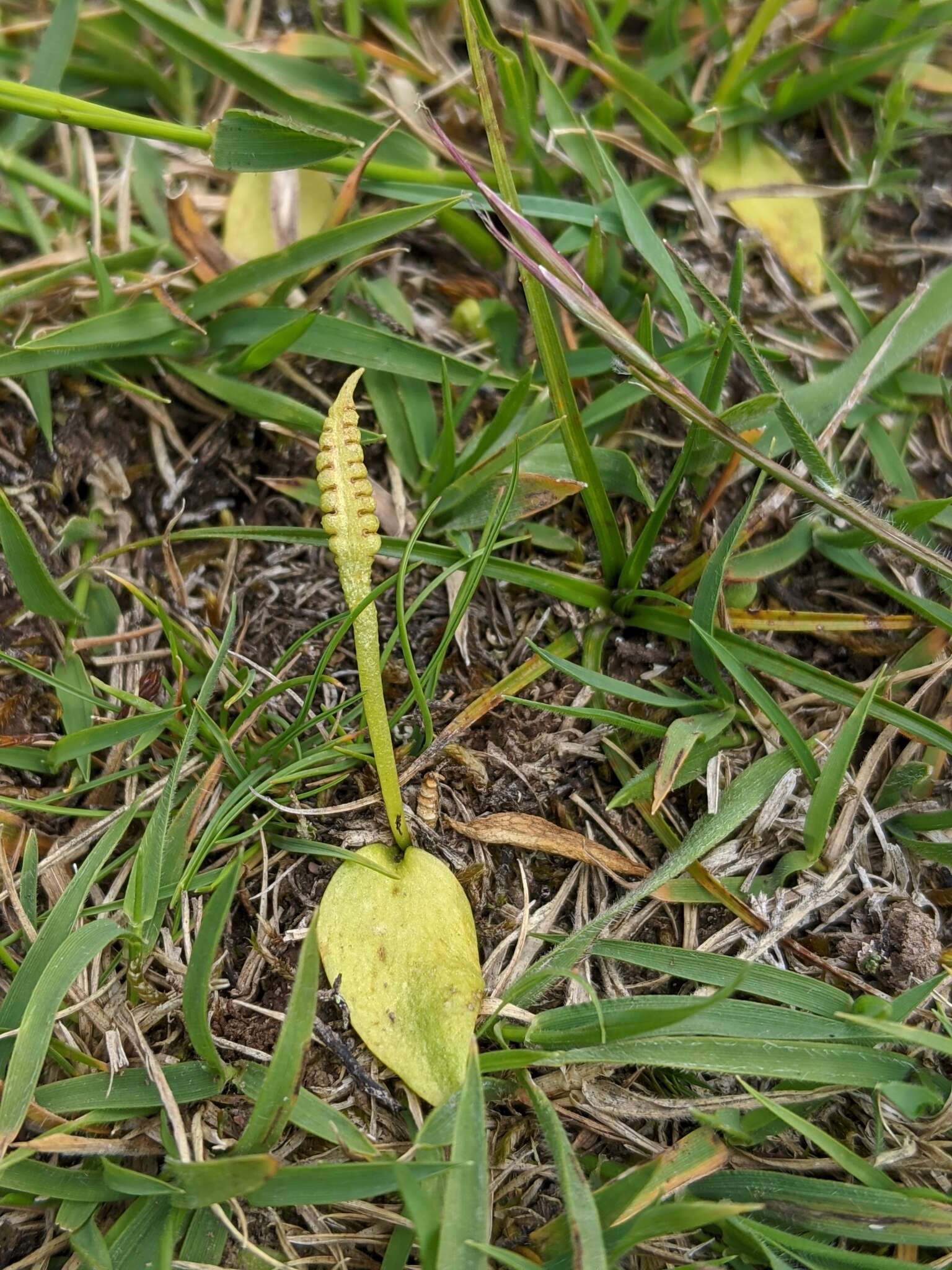 Слика од Ophioglossum lusitanicum L.