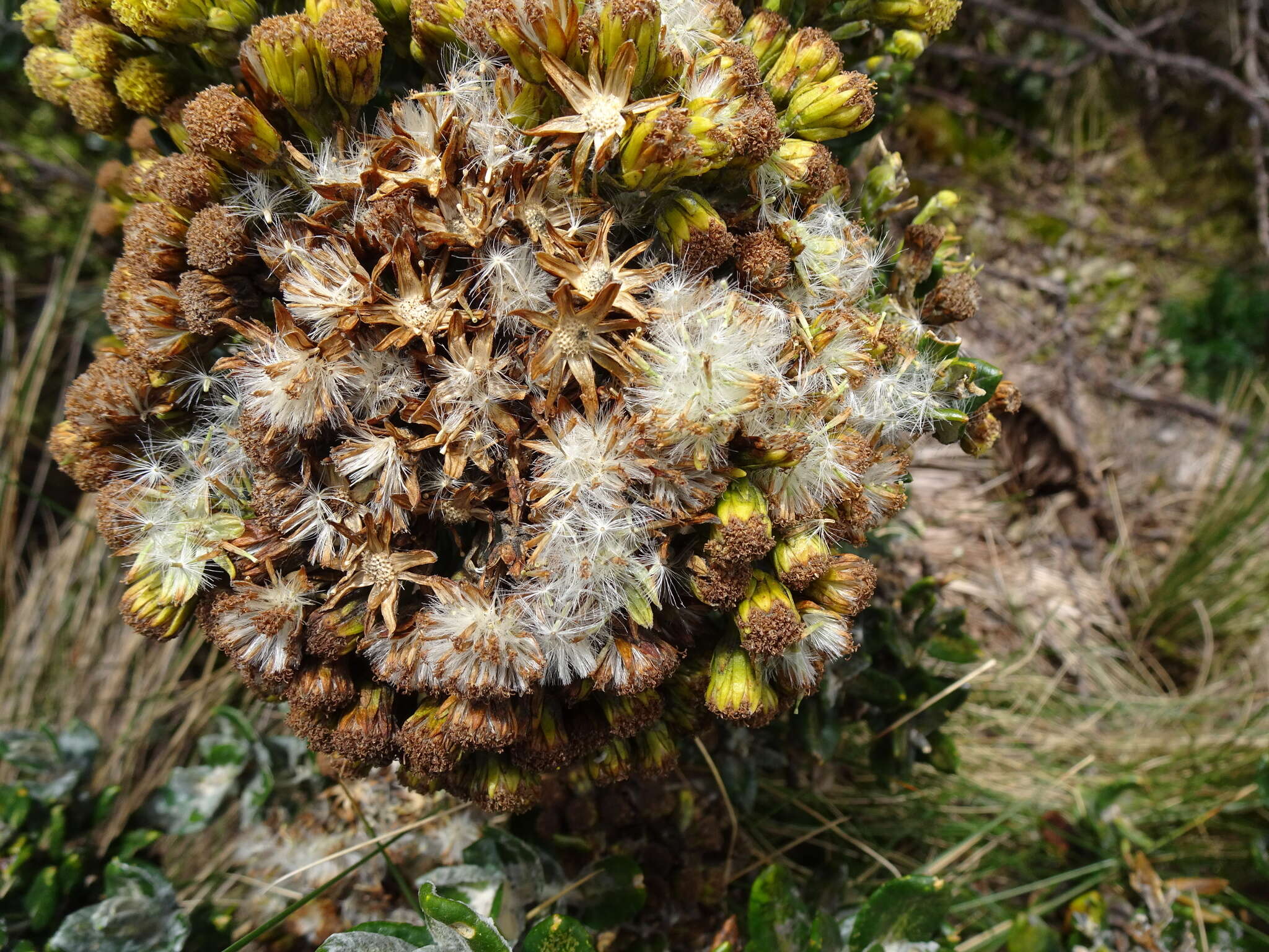 Image of Monticalia andicola (Turcz.) C. Jeffrey