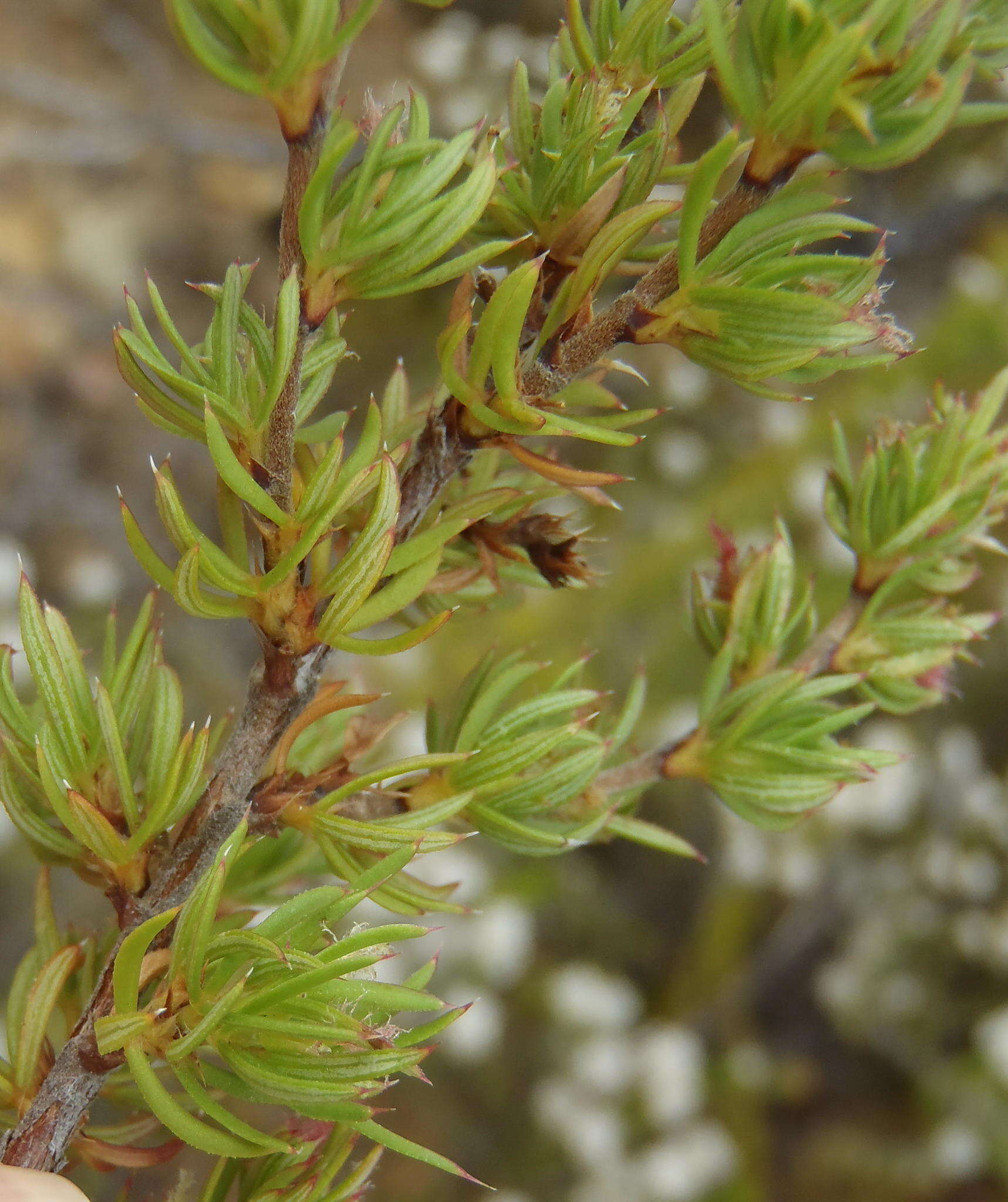 Image of Cliffortia arcuata Weim.