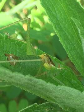 Image of Crimean Bright Bush-Cricket