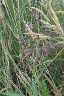 Image of Phragmites australis subsp. isiacus (Arcang.)