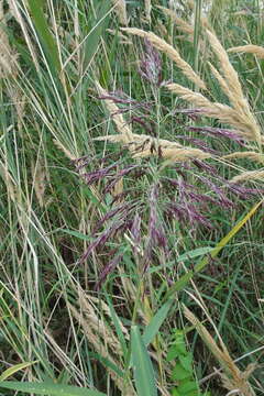 صورة Phragmites australis subsp. isiacus (Arcang.)