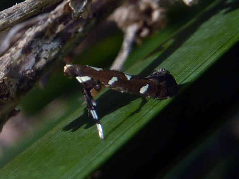 Imagem de Caloptilia adelosema (Turner 1940)