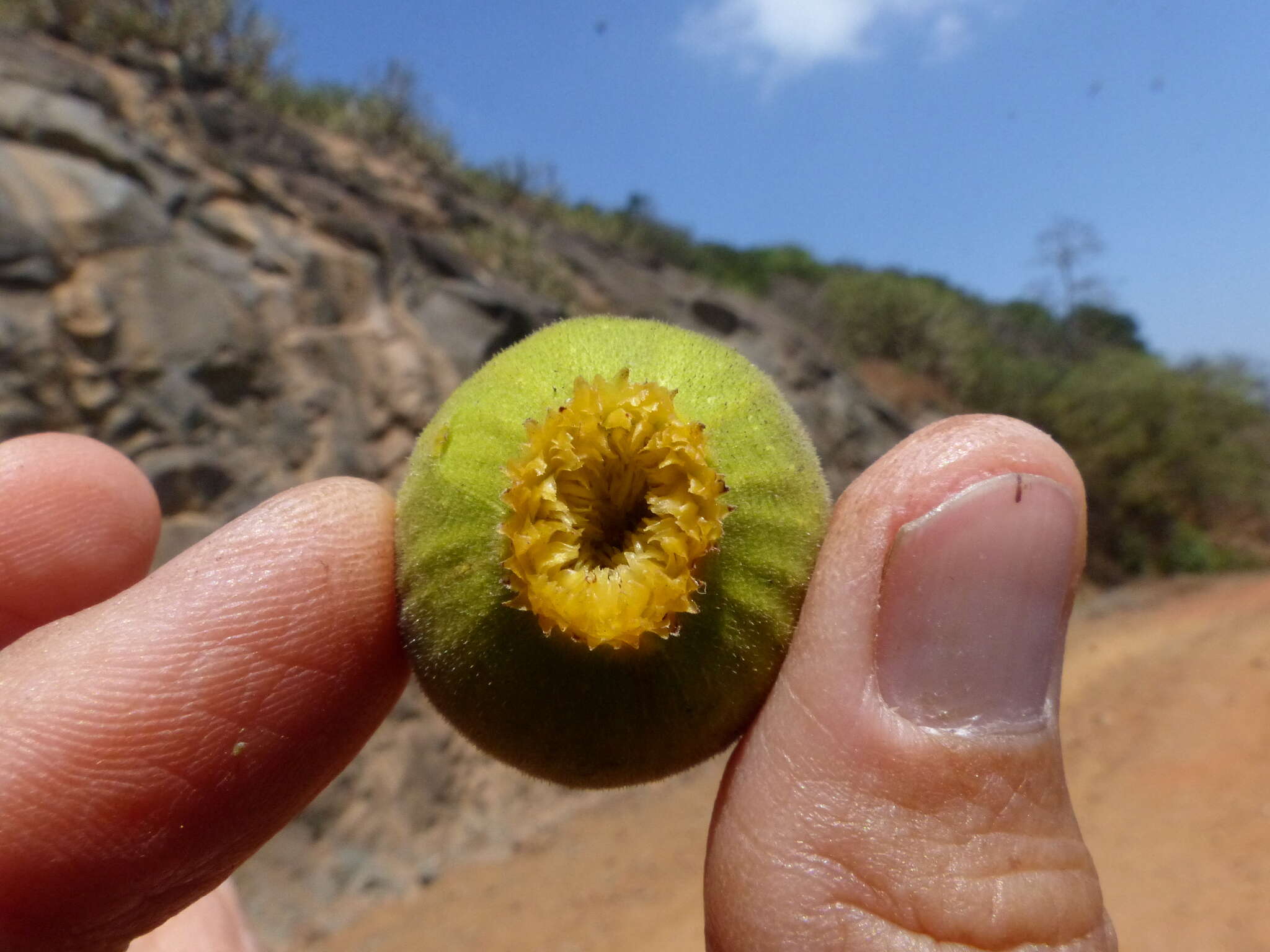 Image de Ficus exasperata Vahl