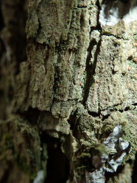 Image of dotted lichen