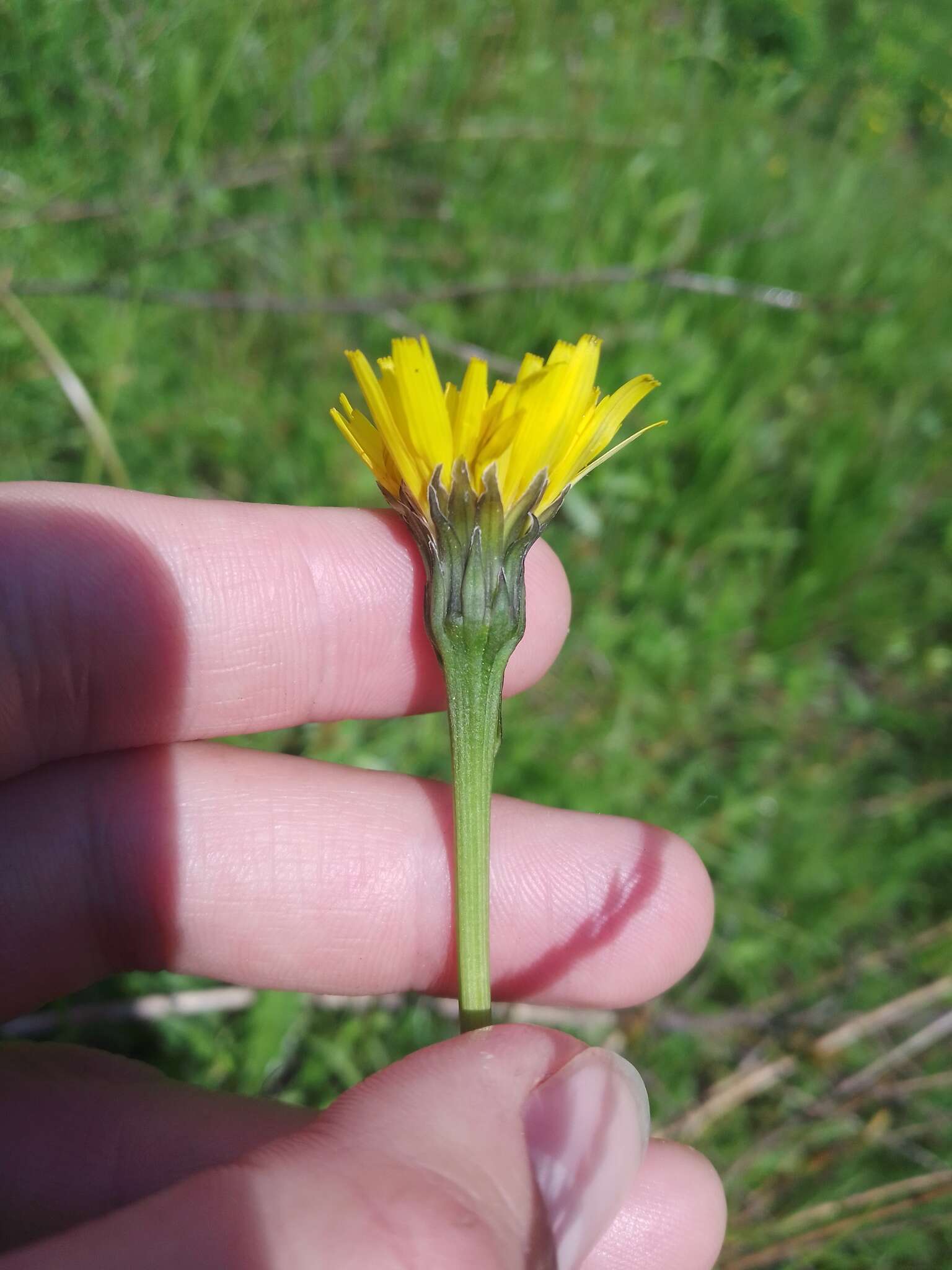 Image of bristly hawkbit