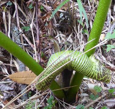 Image of Arisaema griffithii Schott