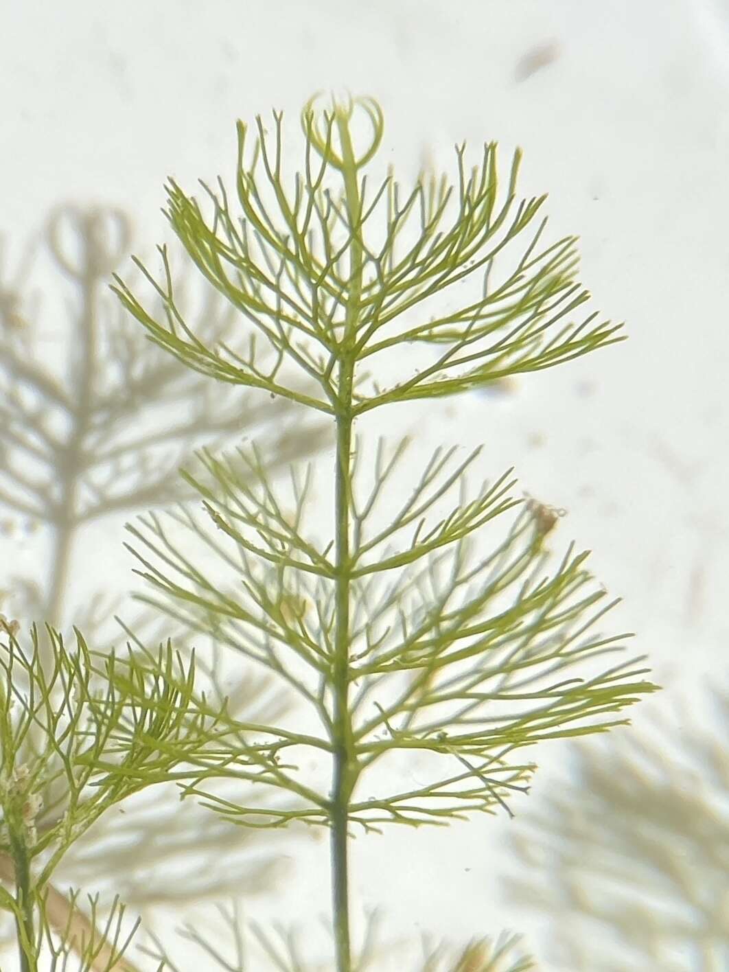 Caulerpa verticillata的圖片